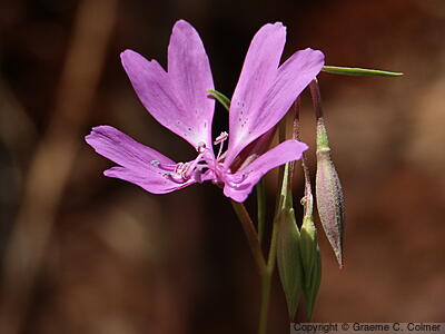 Twolobe Clarkia (Clarkia biloba) - Twolobe Clarkia