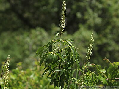 California Buckeye (Aesculus californica) - California Buckeye