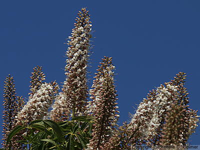 California Buckeye (Aesculus californica) - California Buckeye