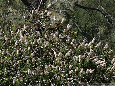 California Buckeye (Aesculus californica) - California Buckeye