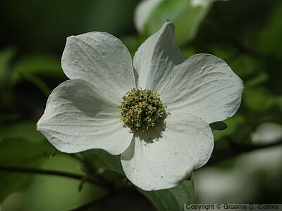 Pacific Dogwood (Cornus nuttallii) - Pacific Dogwood