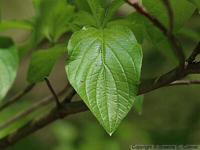 Pacific Dogwood (Cornus nuttallii) - Pacific Dogwood