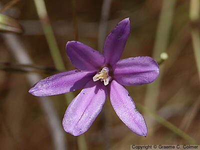 Appendage Brodiaea (Brodiaea appendiculata) - Appendage Brodiaea