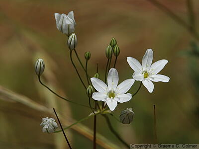 White Brodiaea (Triteleia hyacinthina) - White Brodiaea