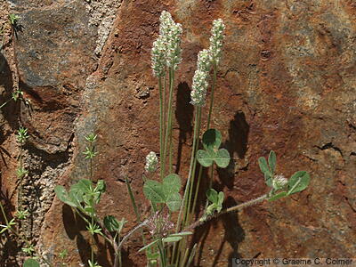 Dotseed Plantain (Plantago erecta) - Dotseed Plantain