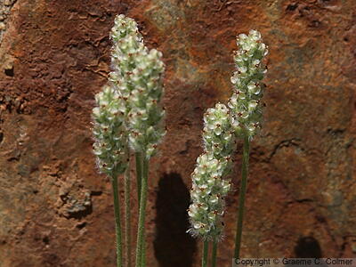Dotseed Plantain (Plantago erecta) - Dotseed Plantain