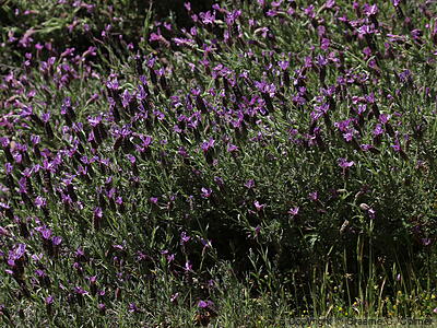 French Lavender (Lavandula stoechas) - French Lavender