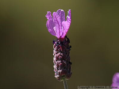 French Lavender (Lavandula stoechas) - French Lavender