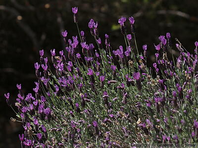 French Lavender (Lavandula stoechas) - French Lavender