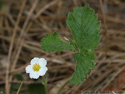 Woodland Strawberry (Fragaria vesca) - Woodland Strawberry