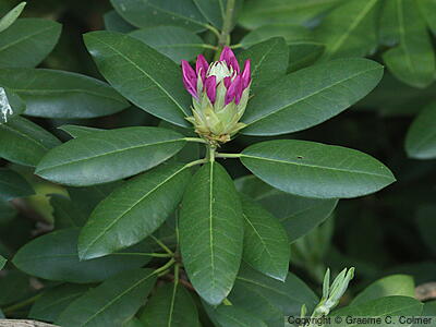 Alpine-rose (Rhododendron ferrugineum) - Alpine-rose