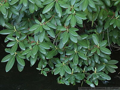 Alpine-rose (Rhododendron ferrugineum) - Alpine-rose