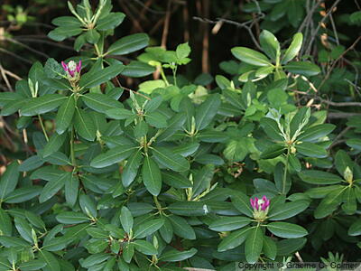 Alpine-rose (Rhododendron ferrugineum) - Alpine-rose