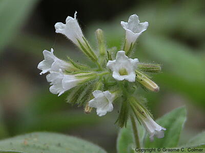Violet Draperia (Draperia systyla) - Violet Draperia