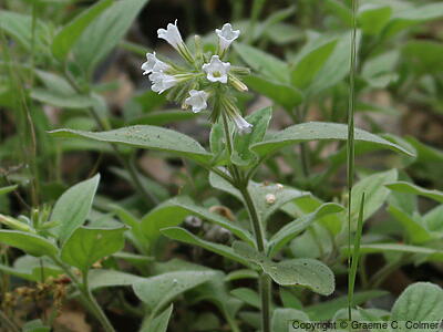 Violet Draperia (Draperia systyla) - Violet Draperia