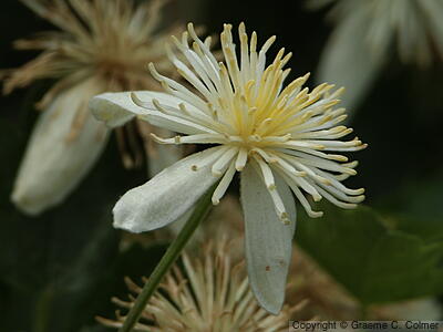 Pipestem Clematis