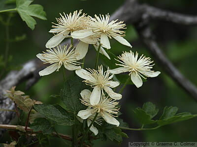 Pipestem Clematis (Clematis lasiantha) - Pipestem Clematis