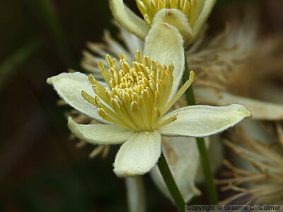 Pipestem Clematis (Clematis lasiantha) - Pipestem Clematis