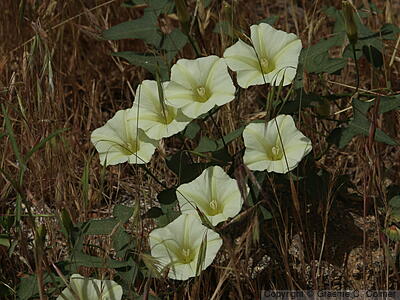 Chaparral False Bindweed (Calystegia occidentalis) - Chaparral False Bindweed