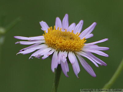 Leafy Fleabane (Erigeron foliosus) - Leafy Fleabane