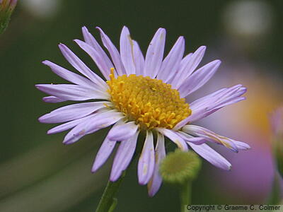 Leafy Fleabane (Erigeron foliosus) - Leafy Fleabane