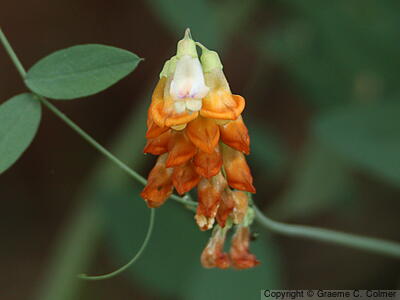 Snub Pea (Lathyrus sulphureus) - Snub Pea