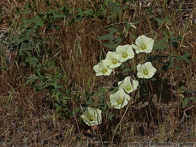 Chaparral False Bindweed (Calystegia occidentalis) - Chaparral False Bindweed