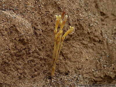 Clustered Broom-rape (Orobanche fasciculata) - Clustered Broomrape