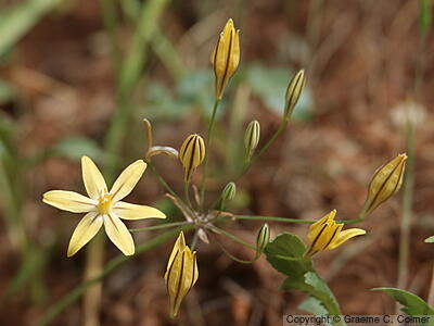 Prettyface (Triteleia ixioides) - Prettyface