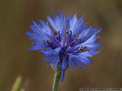 Garden Cornflower (Centaurea cyanus) - Garden Cornflower