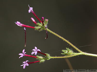 Purple False Gilyflower (Allophyllum divaricatum) - Purple False Gilyflower