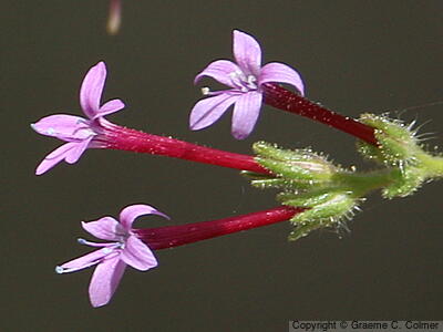 Purple False Gilyflower (Allophyllum divaricatum) - Purple False Gilyflower