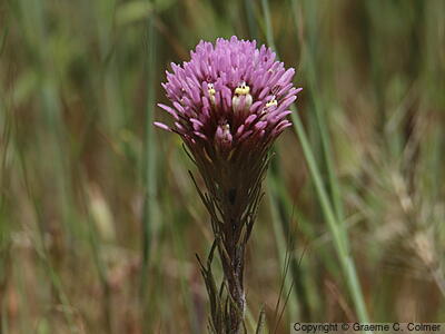 Exserted Indian Paintbrush (Castilleja exserta) - Exserted Indian Paintbrush
