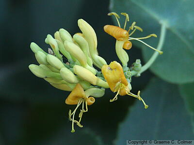Chaparral Honeysuckle (Lonicera interrupta) - Chaparral Honeysuckle