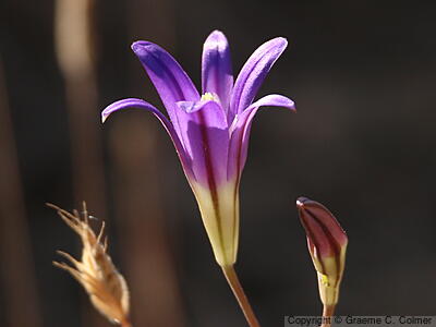 Crown Brodiaea (Brodiaea coronaria) - Crown Brodiaea