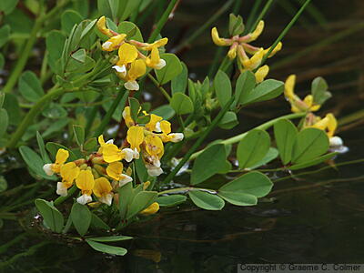 Streambank Bird's-foot Trefoil (Hosackia oblongifolia) - Streambank Bird's-foot Trefoil