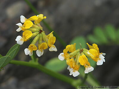Streambank Bird's-foot Trefoil (Hosackia oblongifolia) - Streambank Bird's-foot Trefoil