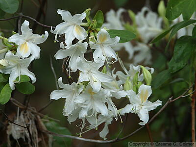 Western Azalea (Rhododendron occidentale) - Western Azalea