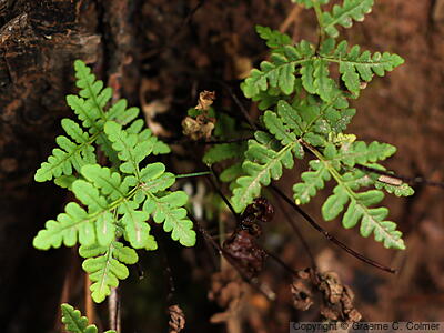 Western Oakfern (Gymnocarpium dryopteris) - Western Oakfern