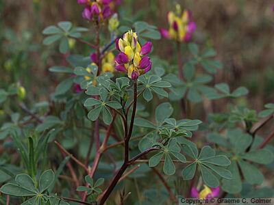 Harlequin Annual Lupine (Lupinus stiversii) - Harlequin Lupine