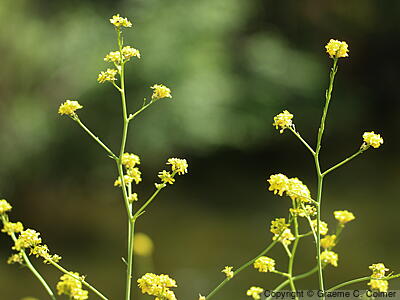 Black Mustard (Brassica nigra) - Black Mustard