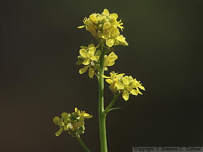 Black Mustard (Brassica nigra) - Black Mustard
