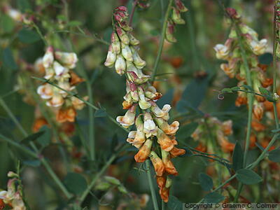 Snub Pea (Lathyrus sulphureus) - Snub Pea