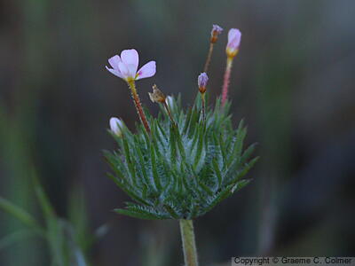 True Babystars (Leptosiphon bicolor) - True Babystars