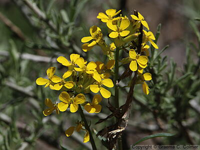 Coast Wallflower (Erysimum capitatum) - Western wallflower