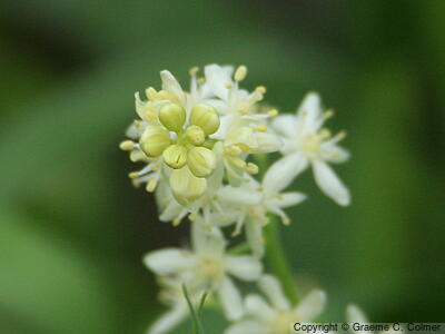 False Solomon's Seal (Maianthemum stellatum) - False Solomon's Seal