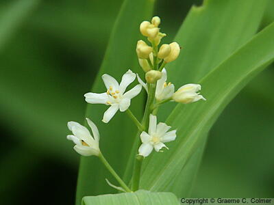 False Solomon's Seal (Maianthemum stellatum) - False Solomon's Seal