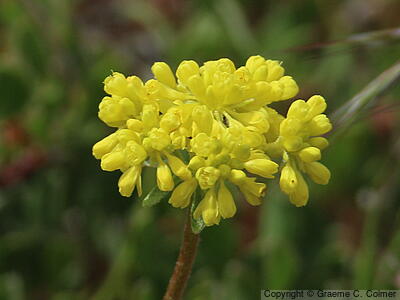 Sulphur Flower Buckwheat (Eriogonum umbellatum) - Sulphur Flower Buckwheat