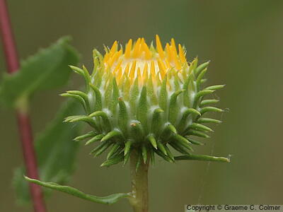 Hairy Gumweed (Grindelia hirsutula) - Hairy Gumplant