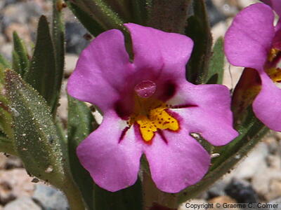 Kellogg's Monkeyflower (Mimulus kelloggii) - Kellogg's Monkeyflower